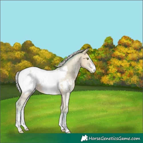 Horse Color:Unknown 
