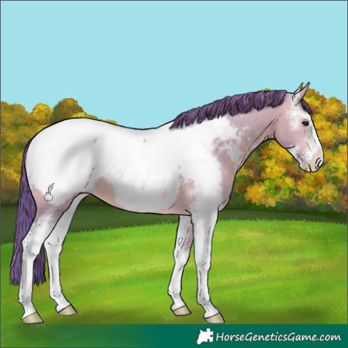 Horse Color:Watercolor Brown Dun Sabino Near Fewspot