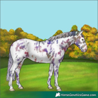 Horse Color:Nacre Watercolor White Spotted Bay Appaloosa 