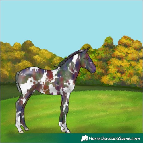 Horse Color:Unknown 
