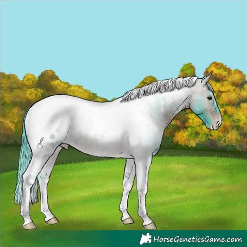 Horse Color:Watercolor White Spotted Bay Tobiano Blanket 