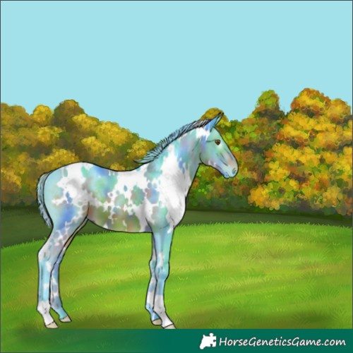 Horse Color:Unknown 