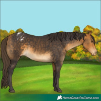 Horse Color:Buckskin Appaloosa