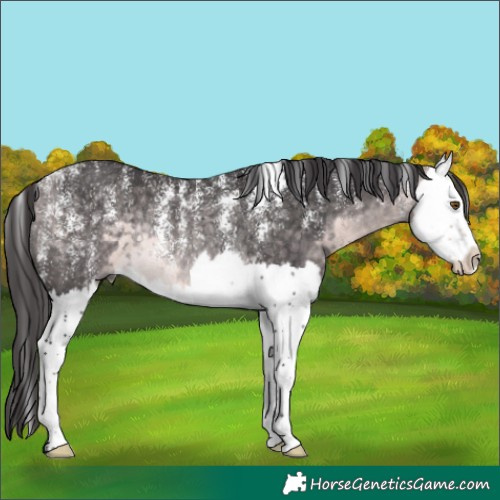 Horse Color:Powder White Platinum Buckskin Splash Rabicano 