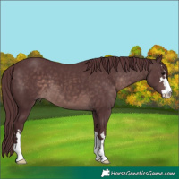 Horse Color:Platinum Chocolate Brown 