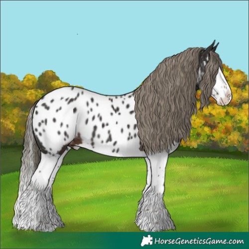 Horse Color:Liver Chestnut Mushroom Splash Near Leopard 