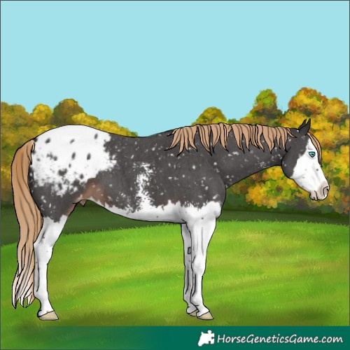 Horse Color:Liver Chestnut Sabino Splash Appaloosa 