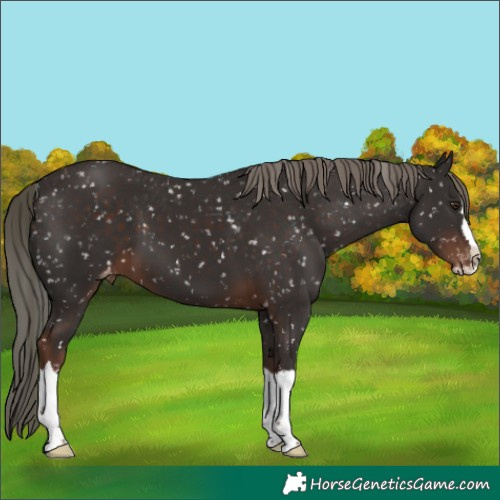 Horse Color:Liver Chestnut Mushroom Sabino Splash Skewed Appaloosa