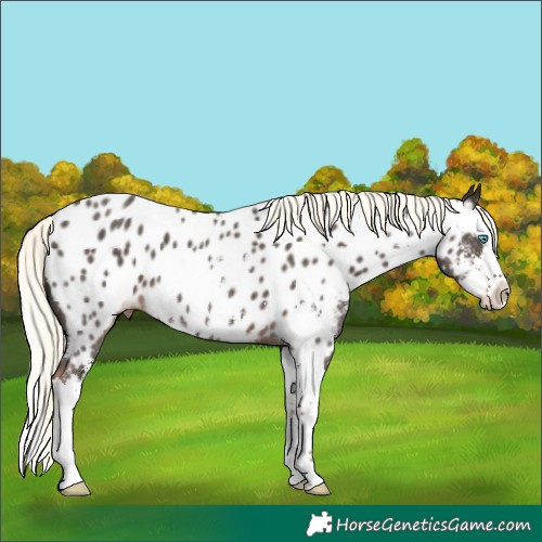 Horse Color:Liver Chestnut Mushroom Sabino Splash Near Leopard 