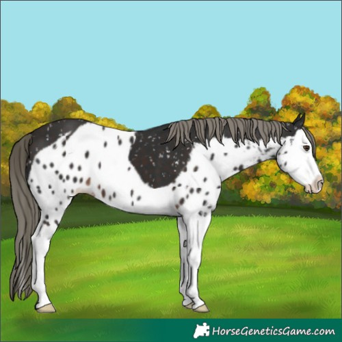 Horse Color:Liver Chestnut Mushroom Splash Skewed Appaloosa 