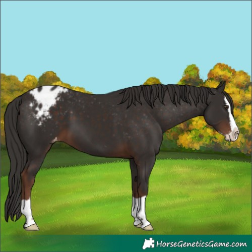 Horse Color:Liver Chestnut Splash Varnish