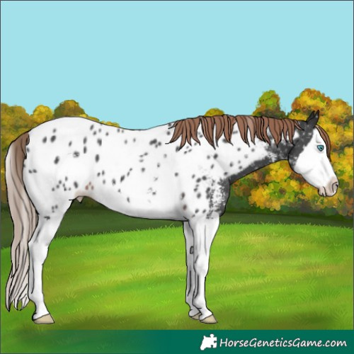 Horse Color:Liver Chestnut Sabino Splash Skewed LP Spotted 