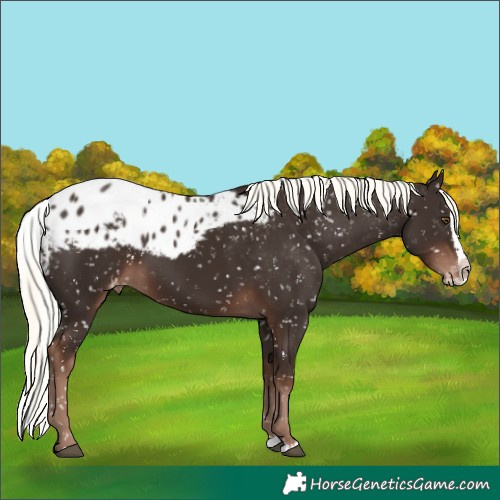 Horse Color:Liver Chestnut Mushroom Splash Skewed LP Spotted 