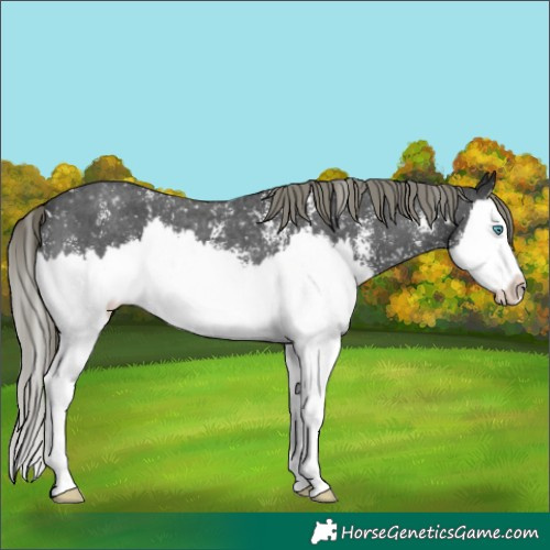 Horse Color:Liver Chestnut Mushroom Sabino Splash Skewed LP Spotted 