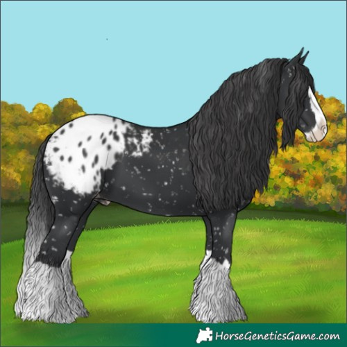 Horse Color:Black Mushroom Splash Appaloosa