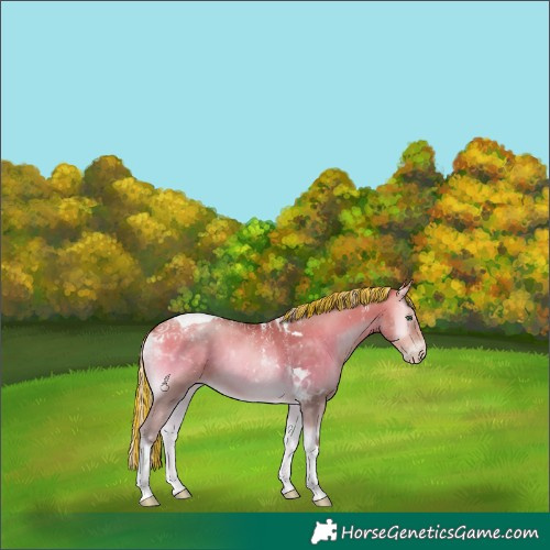 Horse Color:Powder White Gray Painted Silver Buckskin Pearl Onyx Tobiano 