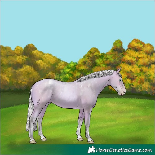 Horse Color:Powder White Watercolor Silver Buckskin Pearl Tobiano
