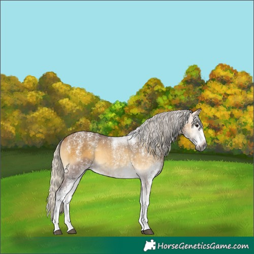 Horse Color:Powder White Gray White Spotted Silver Buckskin Onyx 