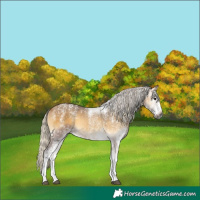 Horse Color:Powder White Gray White Spotted Silver Buckskin Onyx 