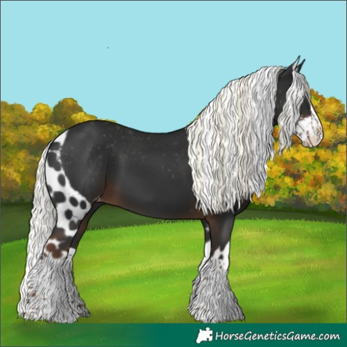 Horse Color:Liver Chestnut Mushroom Splash Skewed Appaloosa 