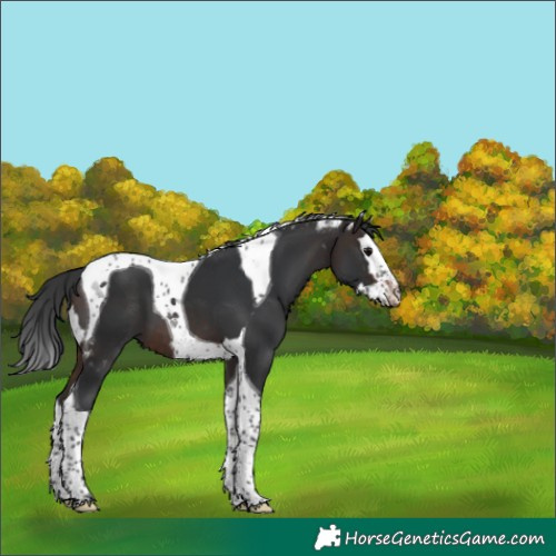 Horse Color:Brown Splash Tobiano Skewed Appaloosa 