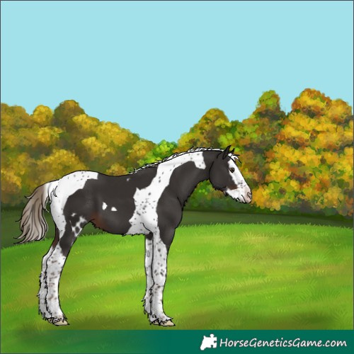 Horse Color:Liver Chestnut Splash Tobiano Skewed Appaloosa 