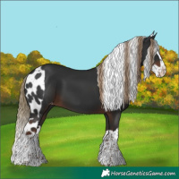 Horse Color:Liver Chestnut Splash Skewed Appaloosa