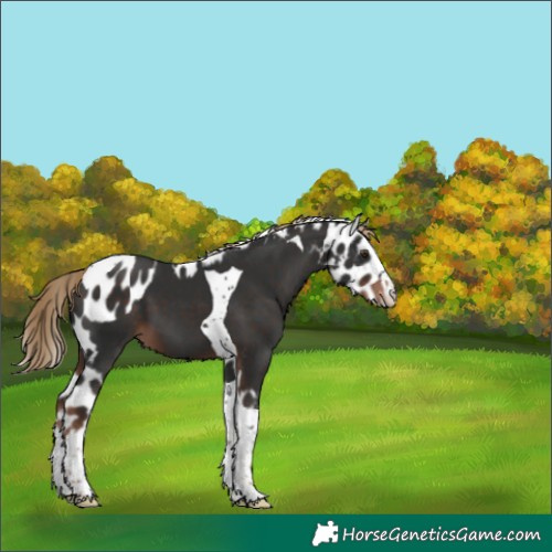 Horse Color:Liver Chestnut Mushroom Splash Tobiano Skewed Appaloosa 