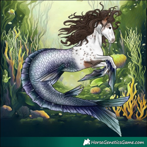 Horse Color:Bay Splash Appaloosa 