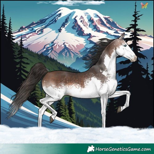 Horse Color:White Spotted Brown Sabino Splash 