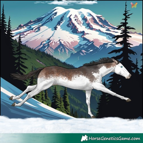 Horse Color:White Spotted Brown Sabino Splash 
