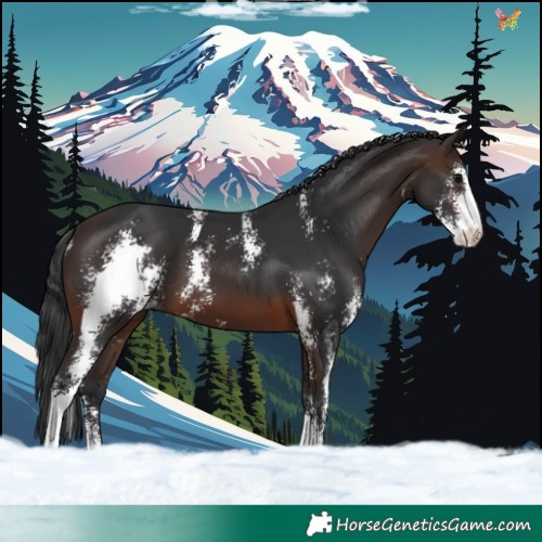 Horse Color:Brown Sabino 