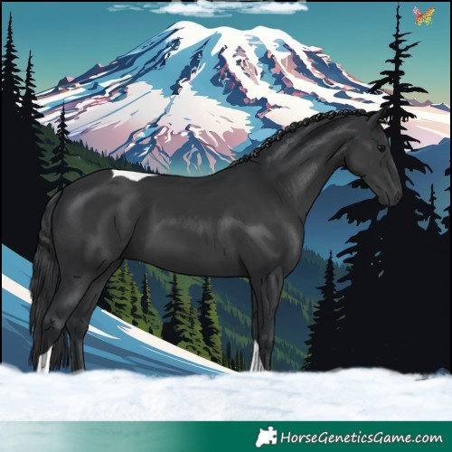 Horse Color:Black Tobiano