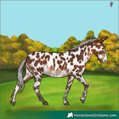 Horse Color:Silver Brown Sabino Appaloosa