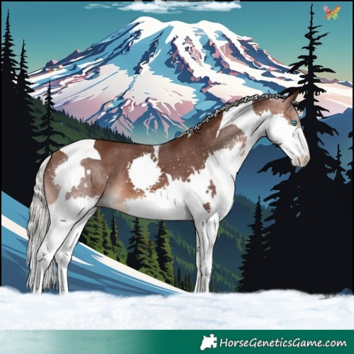 Horse Color:Silver Brown Splash Tobiano