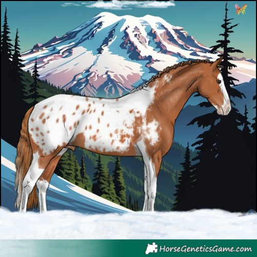 Horse Color:Chestnut Splash Tobiano Appaloosa 