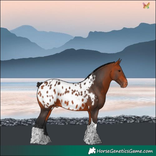 Horse Color:Bay Tobiano Blanket