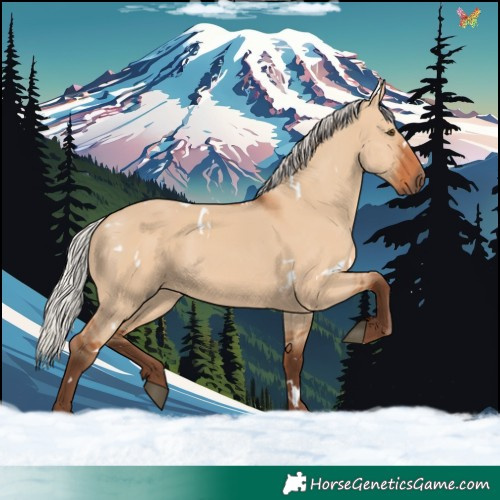 Horse Color:White Spotted Silver Bay Dun