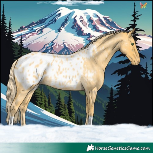 Horse Color:Palomino Roan Blanket 