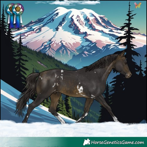 Horse Color:White Spotted Buckskin Sabino Appaloosa 