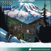 Horse Color:White Spotted Buckskin Sabino Appaloosa