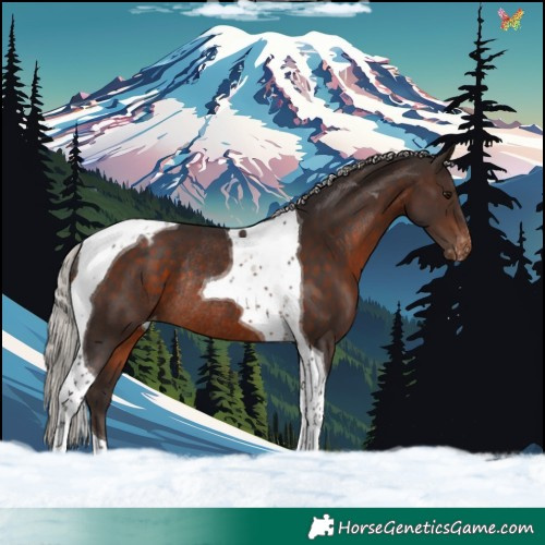 Horse Color:Silver Brown Tobiano Appaloosa Rabicano