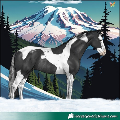 Horse Color:Black Splash Tobiano Varnish Rabicano