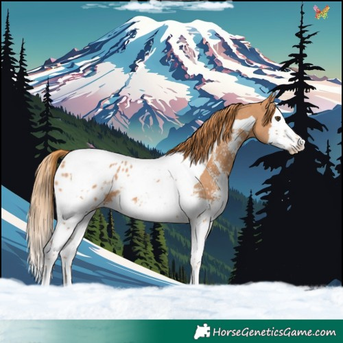 Horse Color:Chestnut Sabino Splash Tobiano Blanket 