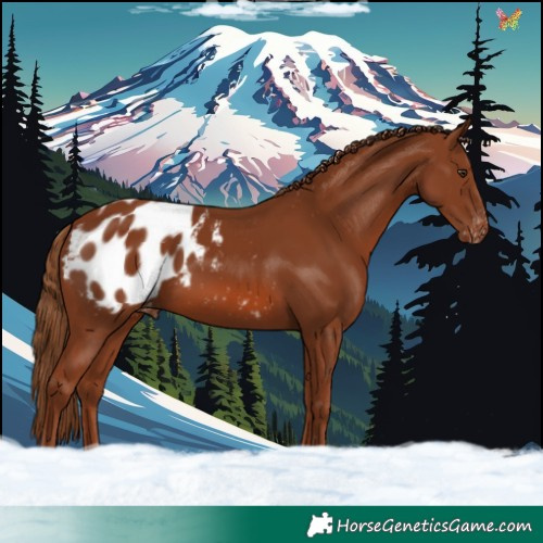 Horse Color:Chestnut Appaloosa 