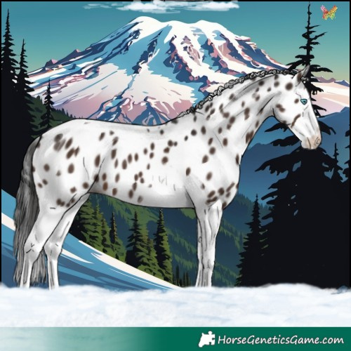 Horse Color:Liver Chestnut Splash Tobiano Leopard