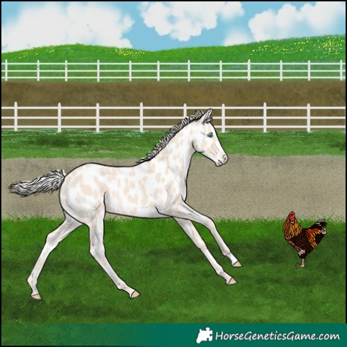 Horse Color:Cremello Appaloosa 