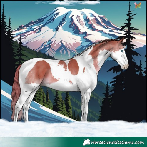 Horse Color:Chestnut Splash Tobiano Rabicano 