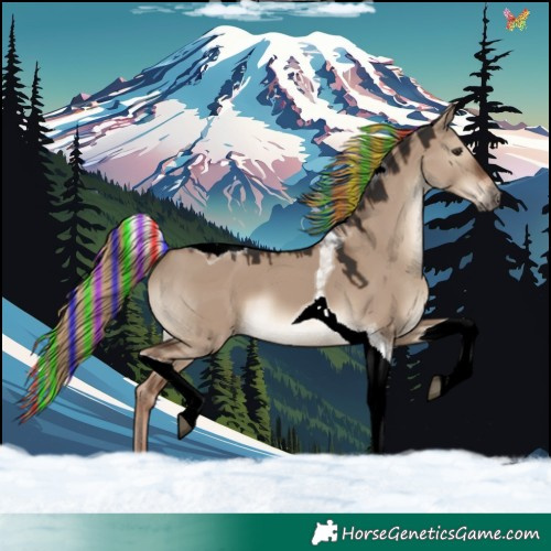 Horse Color:Painted Liver Red Dun Tobiano 