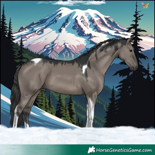 Horse Color:Grullo Tobiano 